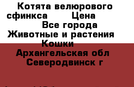 Котята велюрового сфинкса. .. › Цена ­ 15 000 - Все города Животные и растения » Кошки   . Архангельская обл.,Северодвинск г.